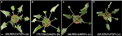 Proteomics and Phosphoproteomics of Heat Stress-Responsive Mechanisms in Spinach